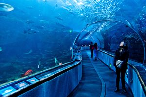 Aquarium of the Bay : plongée dans la baie de San Francisco