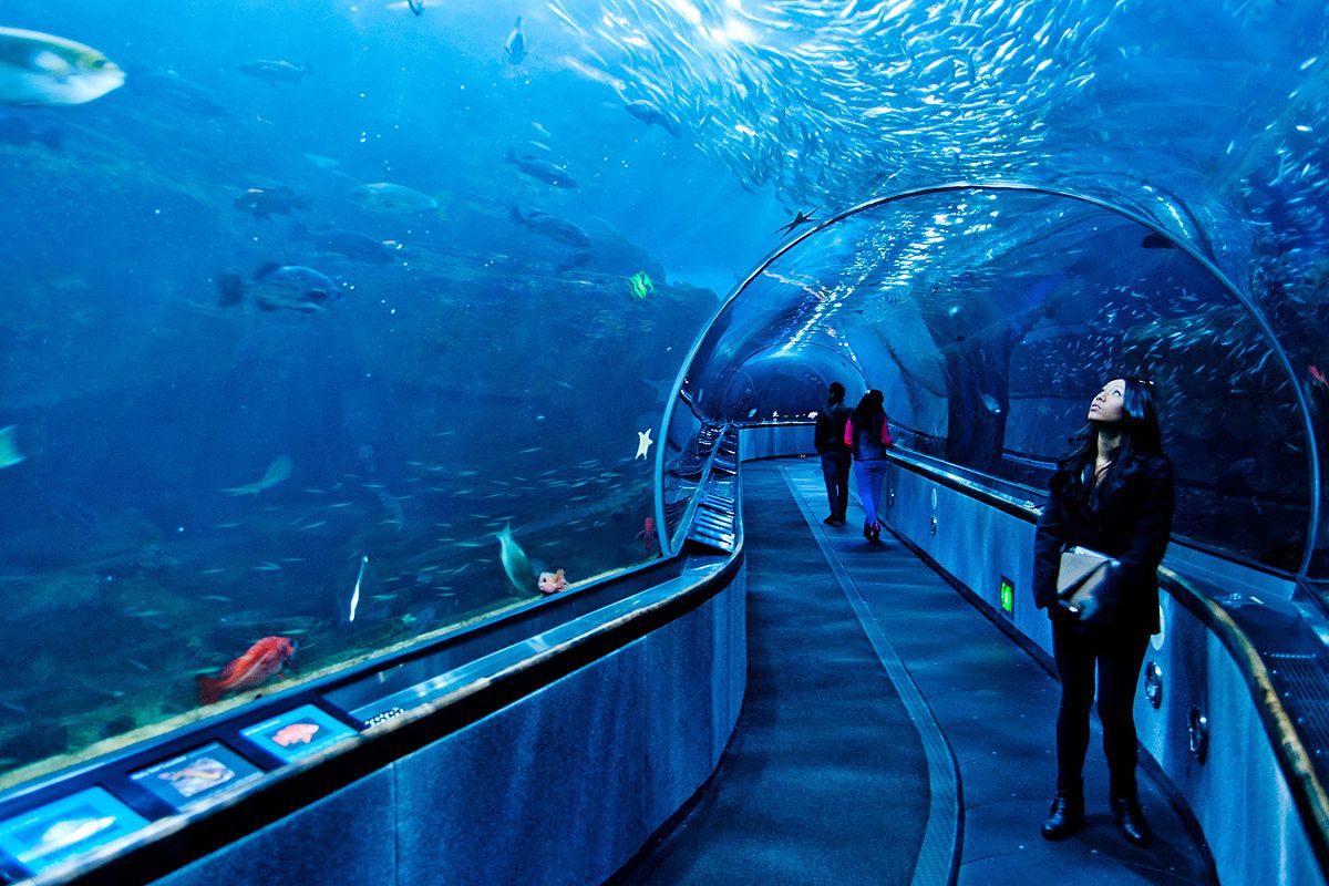 Aquarium of the Bay : plongée dans la baie de San Francisco