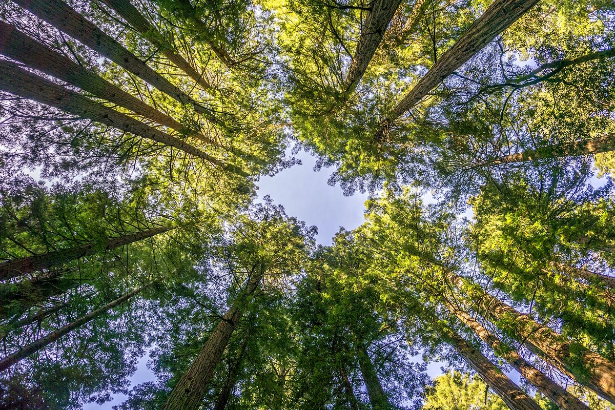 Excursion dans la forêt de séquoias de Muir Woods