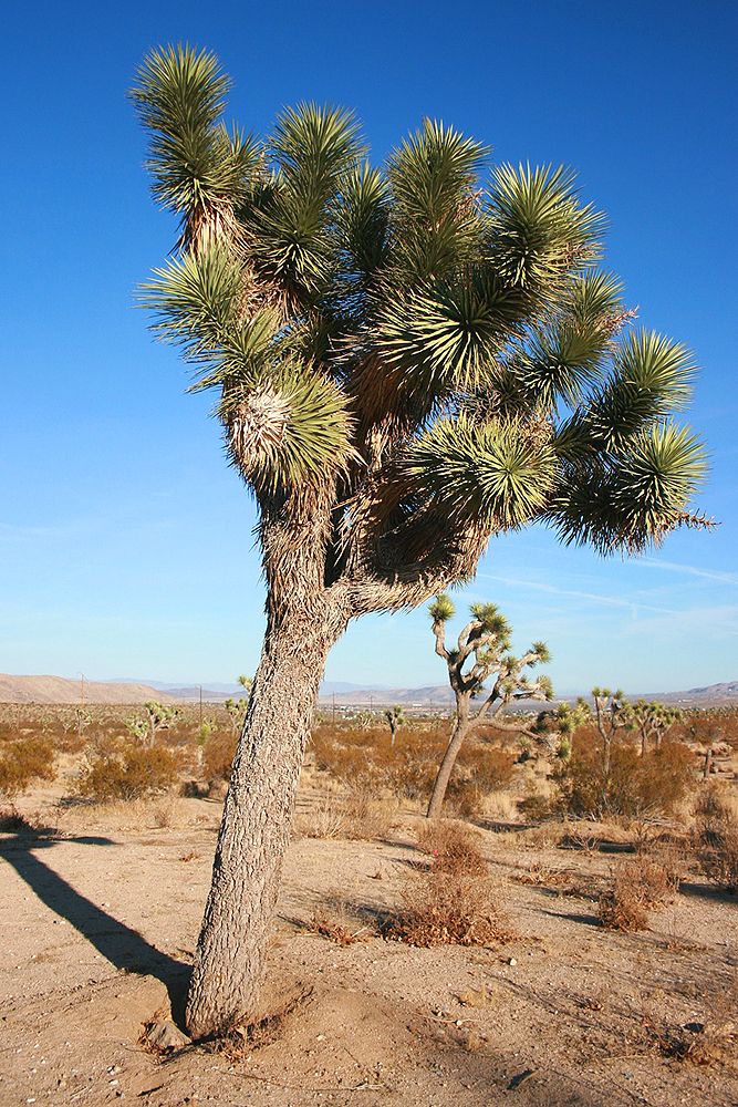 Joshua Tree National Park