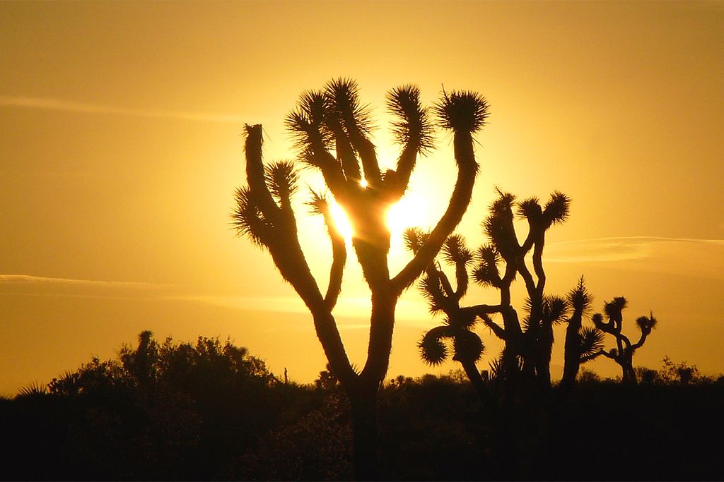 Joshua Tree National Park