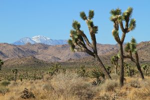 Que voir dans le parc national de Joshua Tree ?