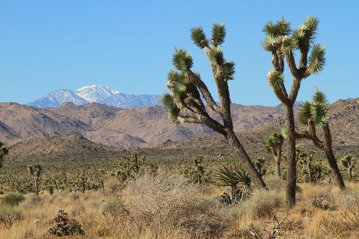 Que voir dans le parc national de Joshua Tree ?