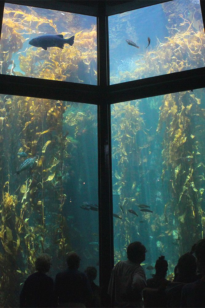 Monterey Bay Aquarium