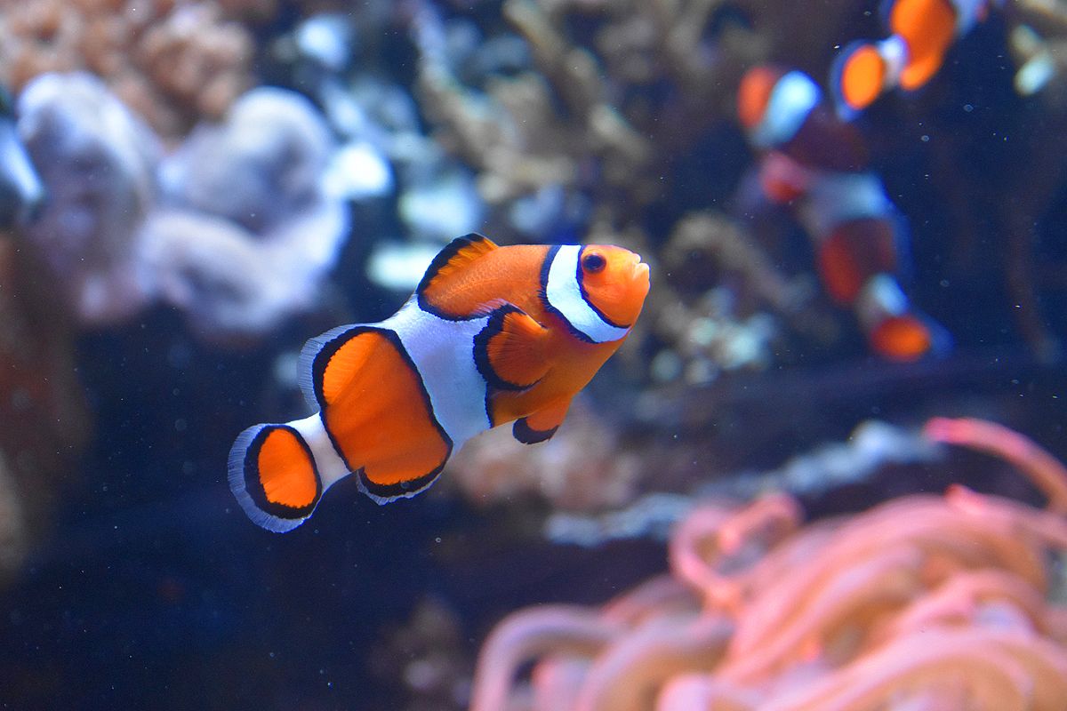 L’aquarium de Monterey, plongée dans les eaux de Californie