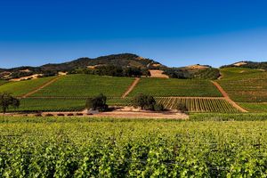 La Napa Valley, la région des vignobles de Californie