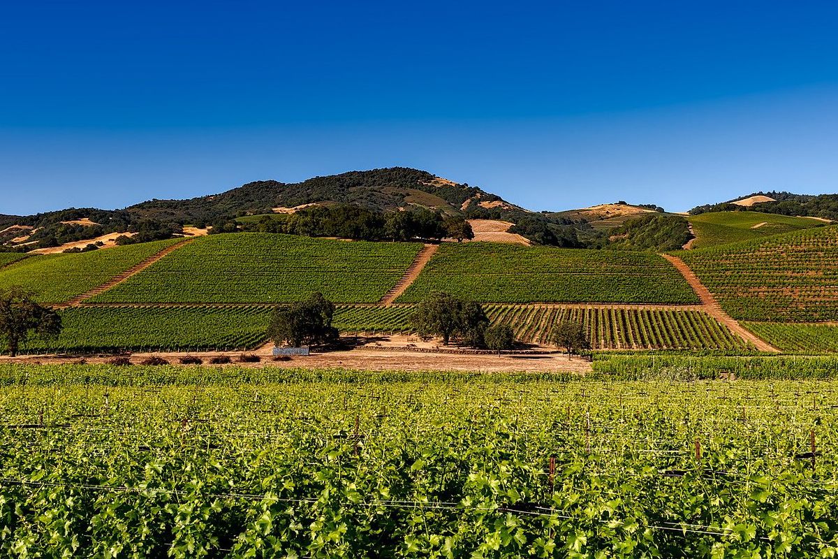 La Napa Valley, la région des vignobles de Californie