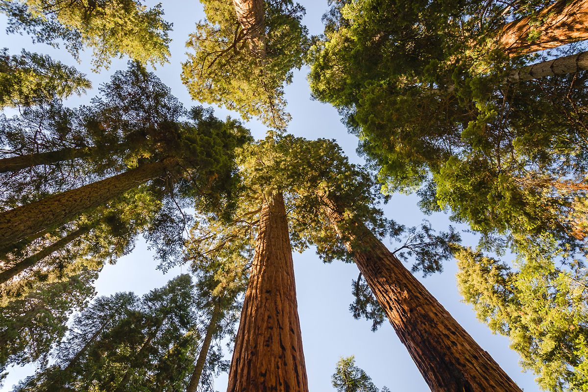 Que voir dans le parc national de Sequoia ?
