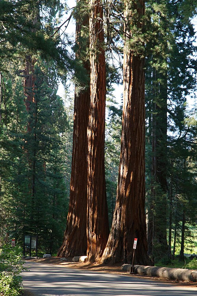 Sequoia National Park