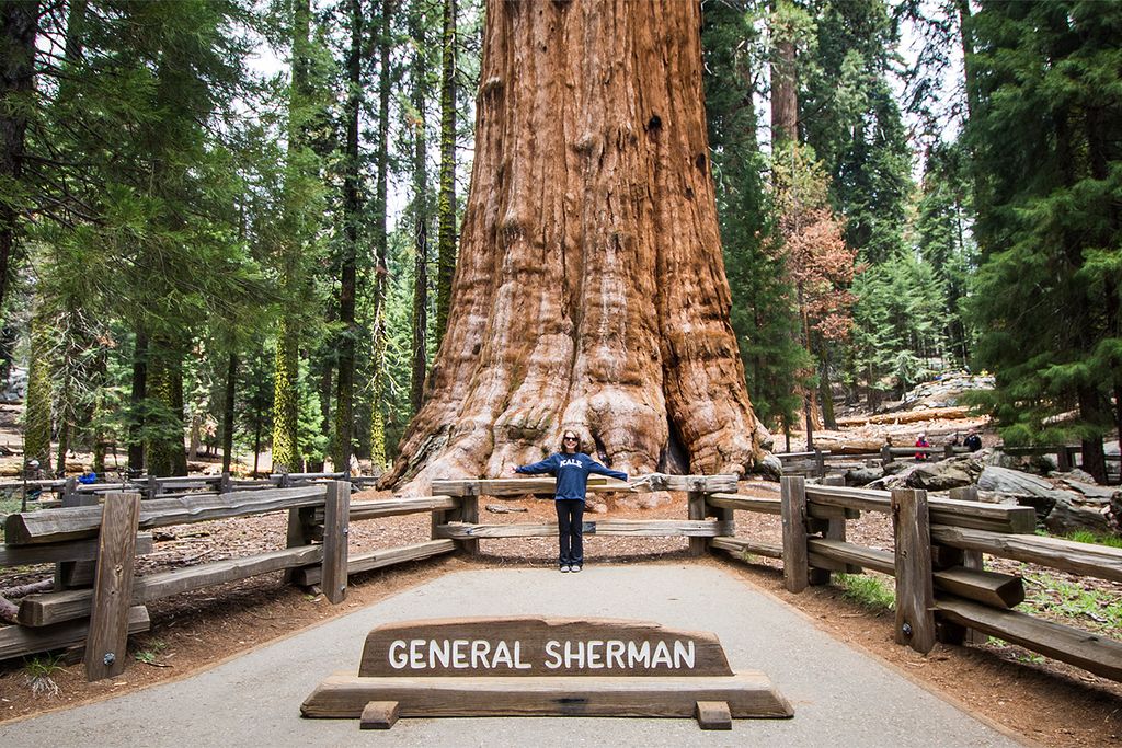 Sequoia National Park