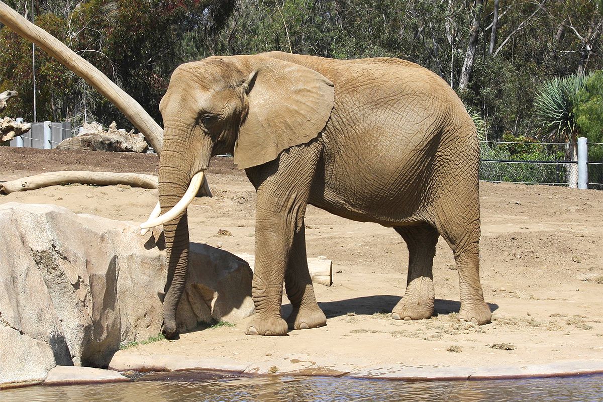 Que voir au zoo de San Diego ?