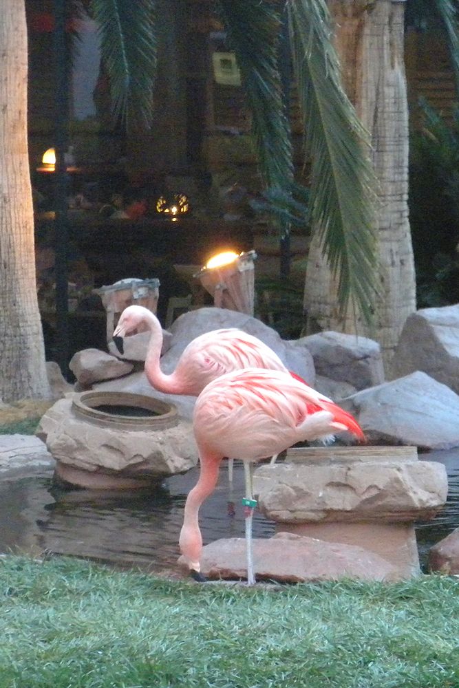 flamants Las Vegas