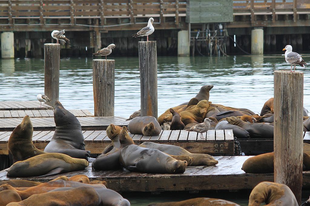 Fishermans Wharf San Francisco