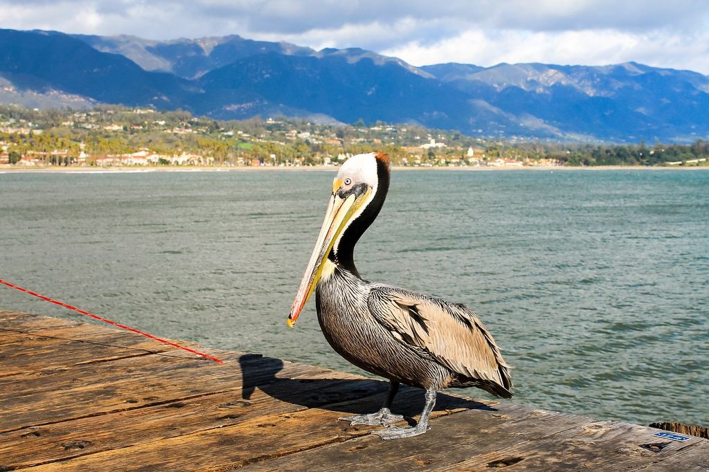 Pelican Santa Barbara Californie